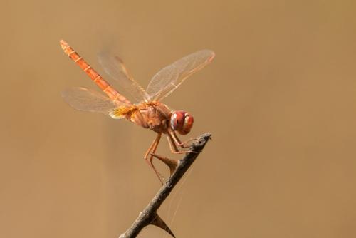 Réf. 252 218 : Crocothemis erythraea
